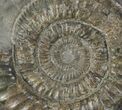 Dactylioceras Ammonite Fossil - England #100473-1